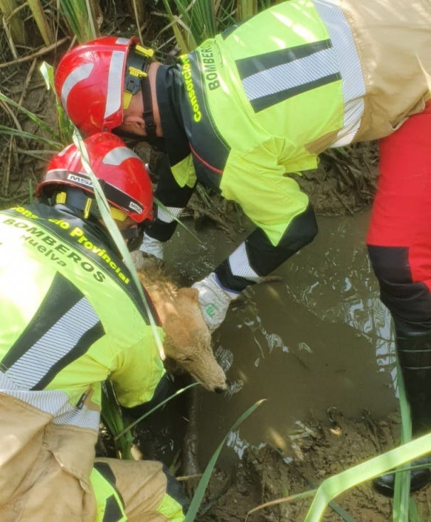Efectivos de bomberos rescatan a un perro que había quedado atrapado en un barrizal