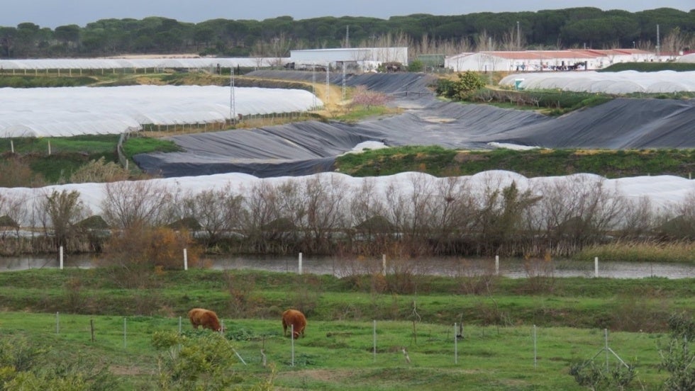 WWF pide en el Consejo de Participación la retirada de la PDL para 'amnistiar' a regadíos 'ilegales' de Doñana