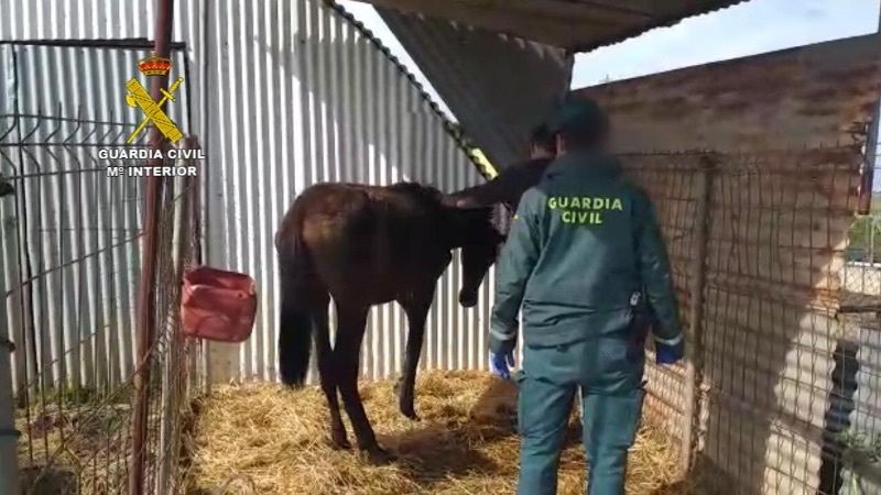 Localizan a una yegua y un galgo en situación crítica en una finca de Moguer