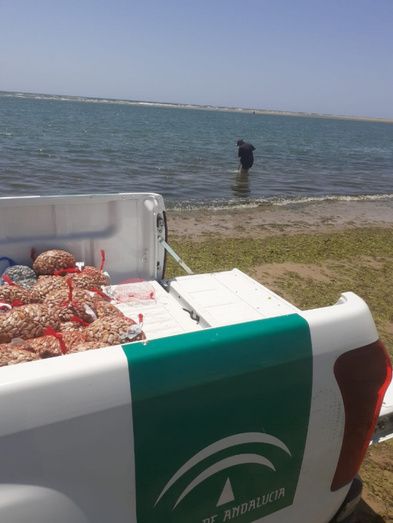 Intervienen 280 kilos de coquinas con toxinas en Isla Cristina y cierran tres centros de expedición