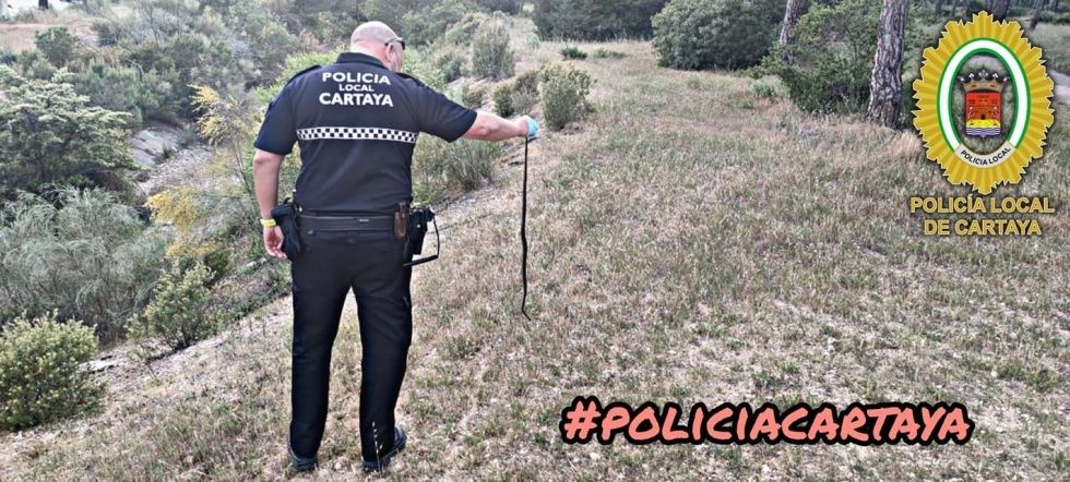 La Policía Local de Cartaya 'espanta' a una serpiente que se había colado en una vivienda de Nuevo Portil