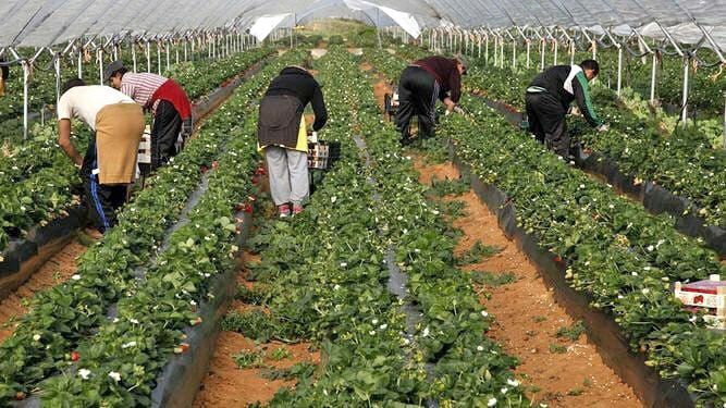 El Gobierno da luz verde a la llegada de mano de obra hondureña para trabajar en el campo onubense