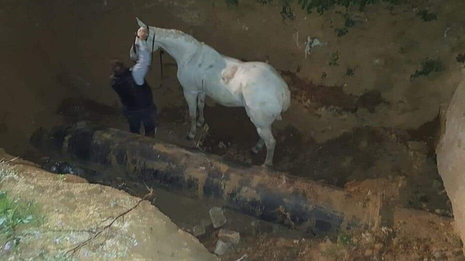 Rescatan a un jinete y a su caballo tras caer a una fosa de cinco metros de profundidad en Lepe