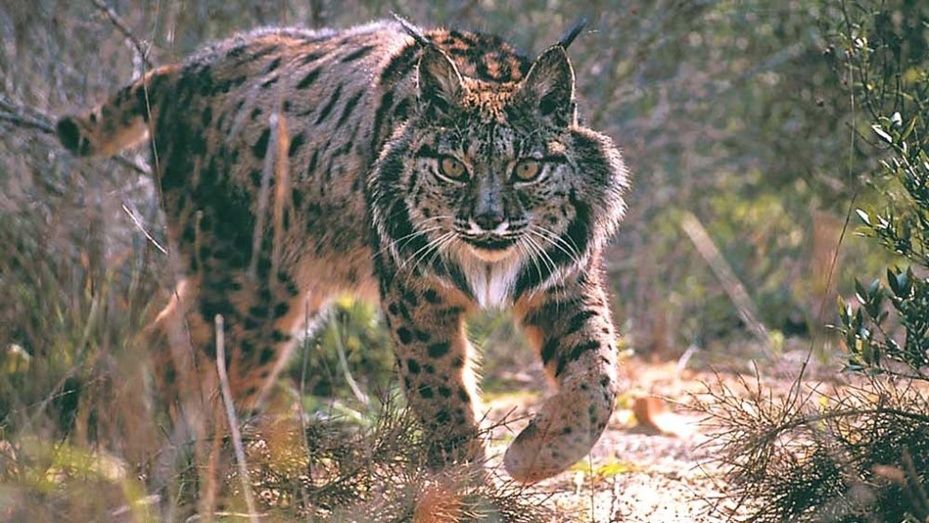 El lince bate récords en Andalucía con más de medio millar de ejemplares
