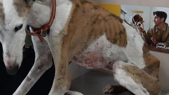 Maltrato animal: tres meses de cárcel por tener a una perra desnutrida y con heridas hasta el hueso por una infección