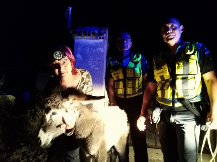 Localizada la tercera cría de burro que había sido robada en Hinojos el pasado domingo