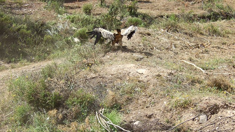Liberan a un buitre leonado que estaba atrapado en la Sierra de Aracena