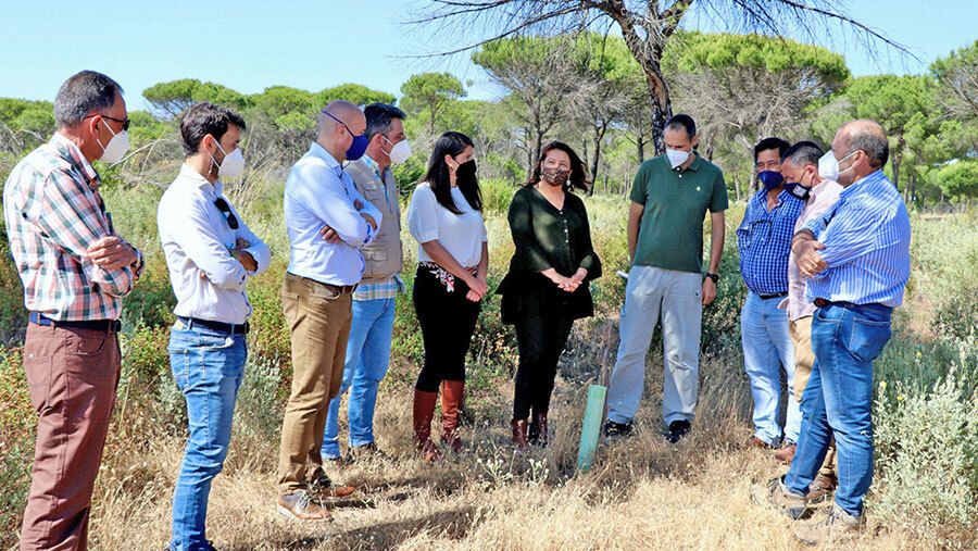 La Junta anuncia una nueva fase de la restauración de la zona afectada por el incendio de Doñana