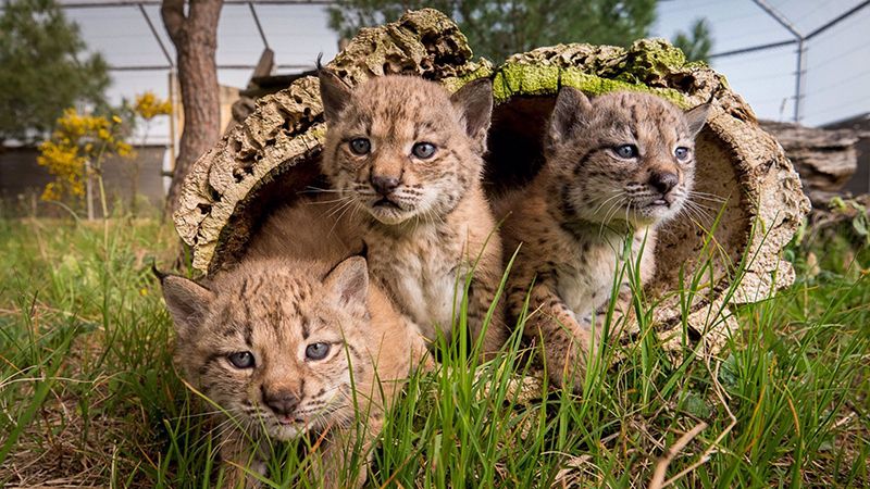 Muere atropellado un cachorro de lince de los nacidos este 2021