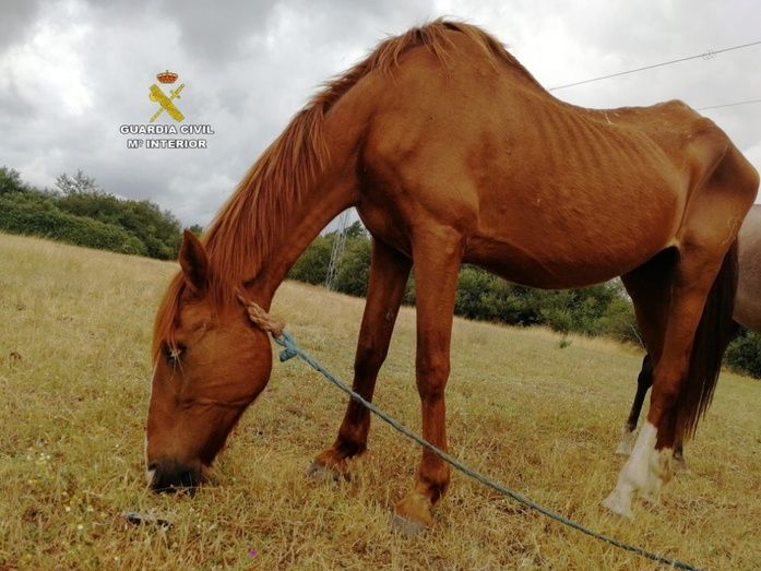 Rescatan a seis caballos en estado de 'desnutrición severa' en Almonte
