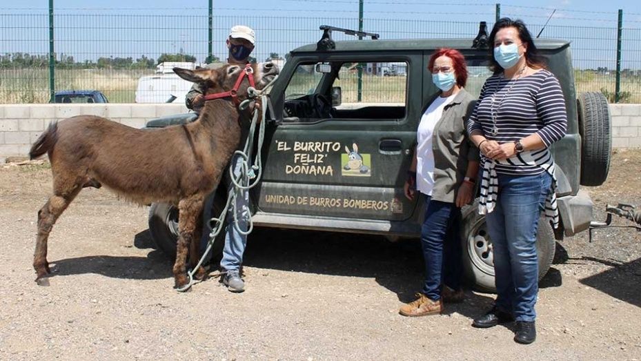 'Galileo', el burro del Ayuntamiento, vivirá feliz en Doñana