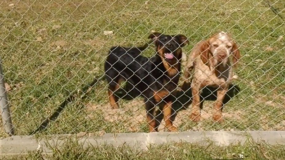 Diputación lanza una campaña en redes sociales para promover las adopciones en el Centro Provincial de Animales 