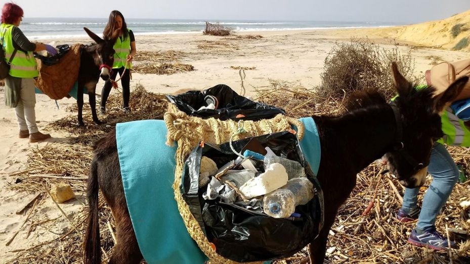 Los burritos 'limpiacostas' se afanarán en la limpieza de las playas de Doñana