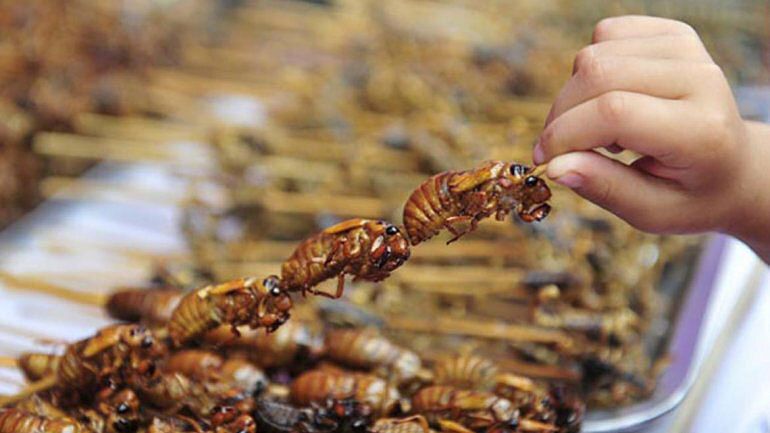 Razones (a favor y en contra) de comer insectos