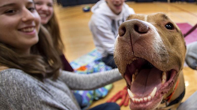 Animalistas piden endurecer las penas por maltrato tras la 'blanda' sentencia a la mujer que dejó morir a su perro en Lepe