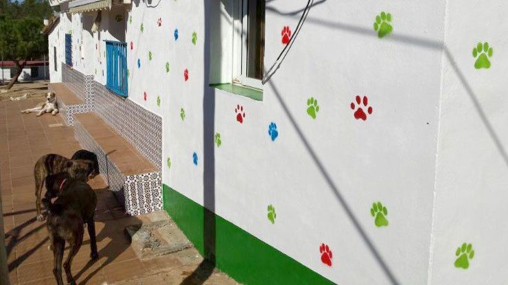 Nuevas Generaciones del PP ayamontino organiza una recogida de alimentos para animales
