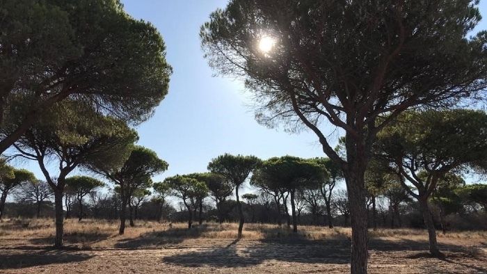 A juicio una empresa de Almonte acusada de extracciones ilegales del acuífero de Doñana