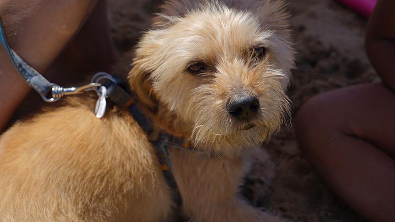 Ayamonte estrena playa canina
