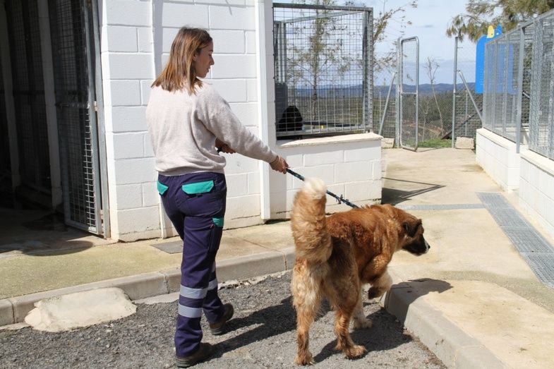 Convocan las subvenciones en materia de protección y bienestar de animales de compañía para 2022