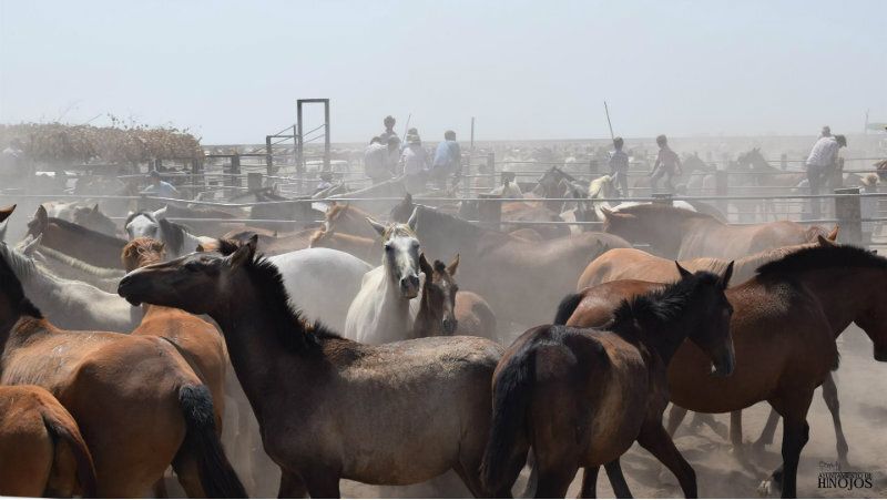 El runrún: La Feria de Hinojos, ¿sin yeguas?