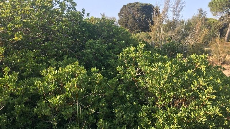 Alejandro Rivera, hormiga león en el Jardín Botánico Dunas del Odiel 