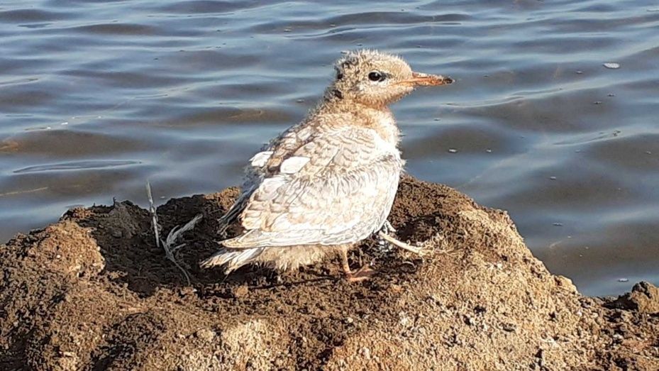 El charrán común cría por primera vez en el Paraje Natural Marismas del Odiel