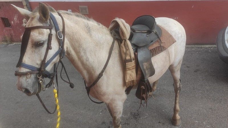 Detectado un nuevo caso de fiebre del Nilo en la provincia
