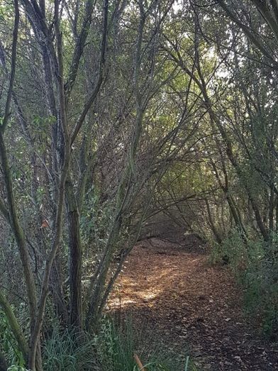 Alejandro Rivera, hormiga león en el Jardín Botánico Dunas del Odiel 