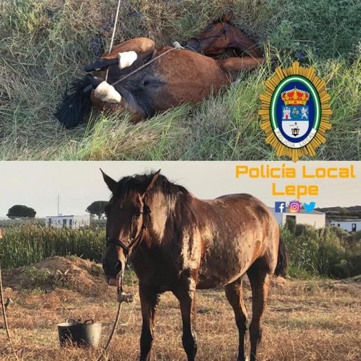La Policía de Lepe rescata a un caballo caído en una zanja
