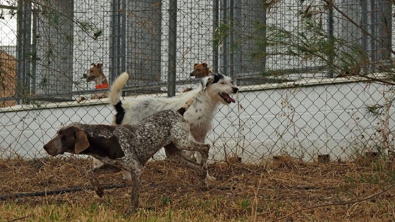 Diputación promueve la adopción de los animales del refugio y subvenciona a las asociaciones de la provincia