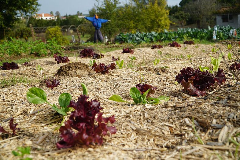 Qué es la permacultura y qué incidencia tiene en el día a día de nuestra alimentación
