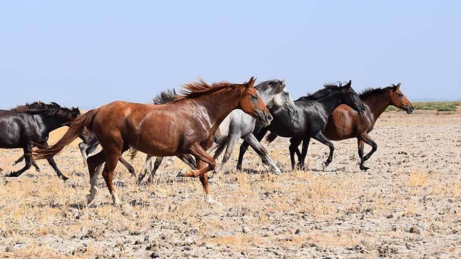 Ganaderos de Hinojos realizan este fin de semana una atípica Recogida de las Yeguas