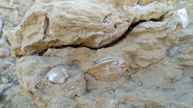 Miembros de Huelva te Mira paran las excavadoras en el cabezo Mundaka