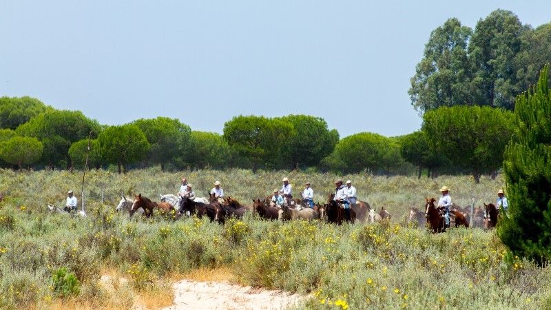 Los ganaderos de Almonte continuarán con la actividad pese a la suspensión de la Saca de las Yeguas