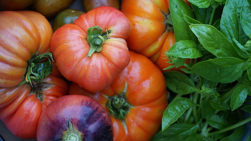 Qué es la permacultura y qué incidencia tiene en el día a día de nuestra alimentación