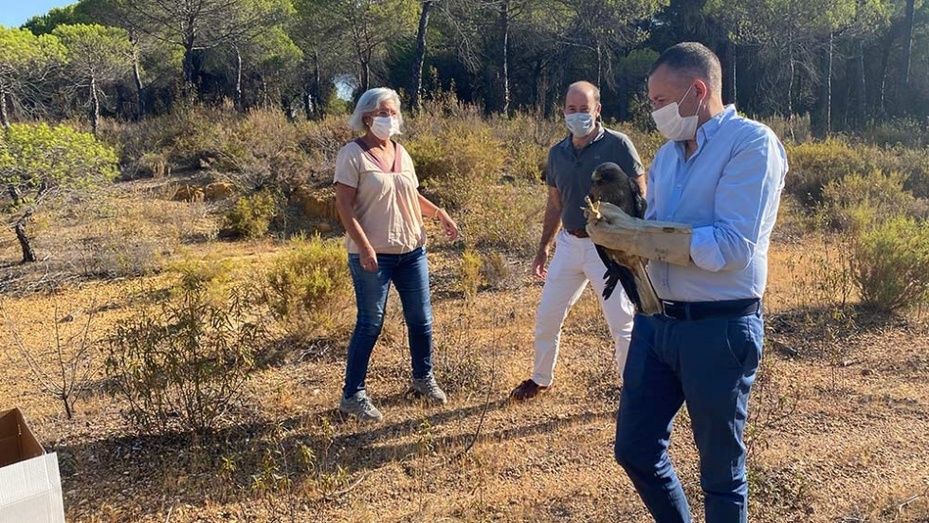 Liberadas dos águilas calzadas en Cartaya recuperadas en el CREA de Marismas del Odiel