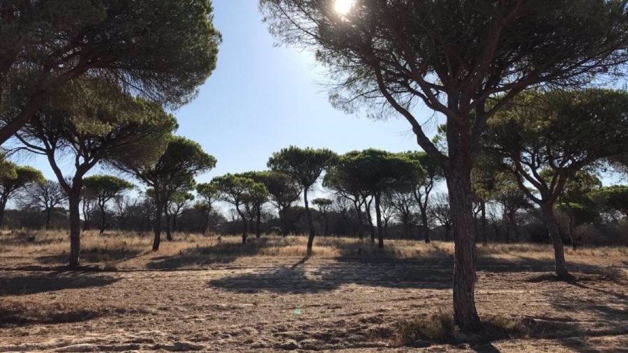 Contaminación atmosférica: detectado un episodio de superación de niveles de ozono en la estación de El Arenosillo
