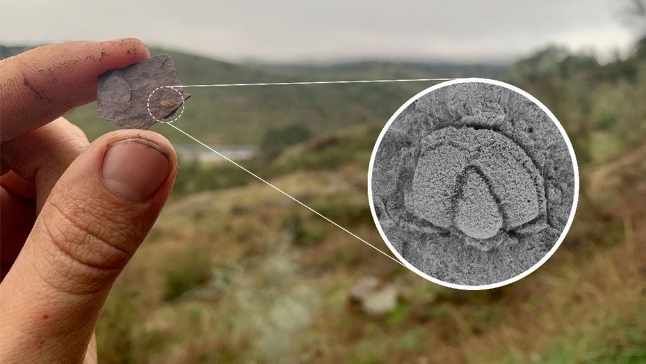 Importante descubrimiento paleontológico en Cumbres de San Bartolomé