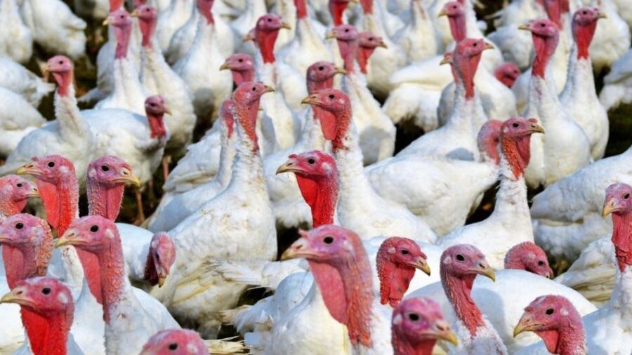 Sacrifican 15.000 pavos de una granja de La Nava por un foco de gripe aviar