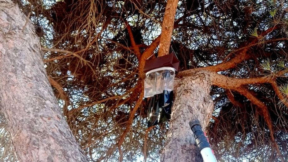 En marcha la segunda fase de las medidas de prevención de la procesionaria del pino en diversos espacios públicos de Islantilla