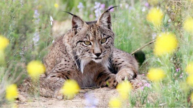 Muere atropellado un lince en la carretera por la que transcurriría el trazado de la propuesta de conexión entre Huelva y Cádiz