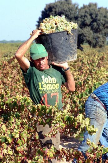 La vendimia de la zalema, a pleno rendimiento en el Condado con una uva 'muy linda y de muy buena calidad'
