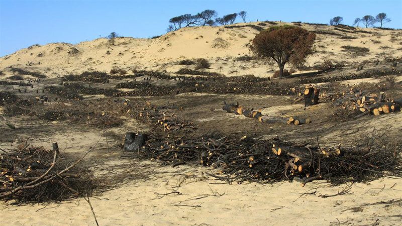 Afectados del incendio de Doñana se concentran para protestar tras dos años 'sin ayudas'