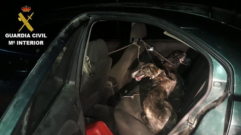 Detienen a cuatro personas, una de ellas menor de edad, por robar tres galgos de una finca de Villarrasa