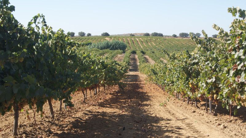 De vinos por el Condado