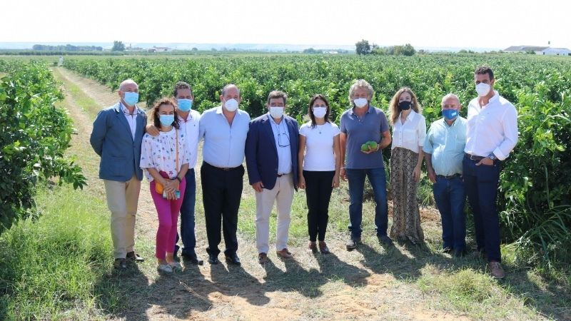 Huelva será la segunda provincia andaluza con mayor producción de crítricos esta campaña
