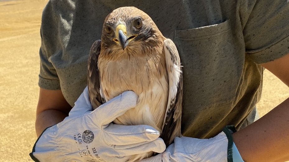 Sueltan en Cañaveral de León un águila calzada rehabilitada en Marismas del Odiel