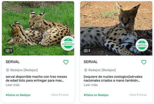 El runrún: La moda de los gatos salvajes