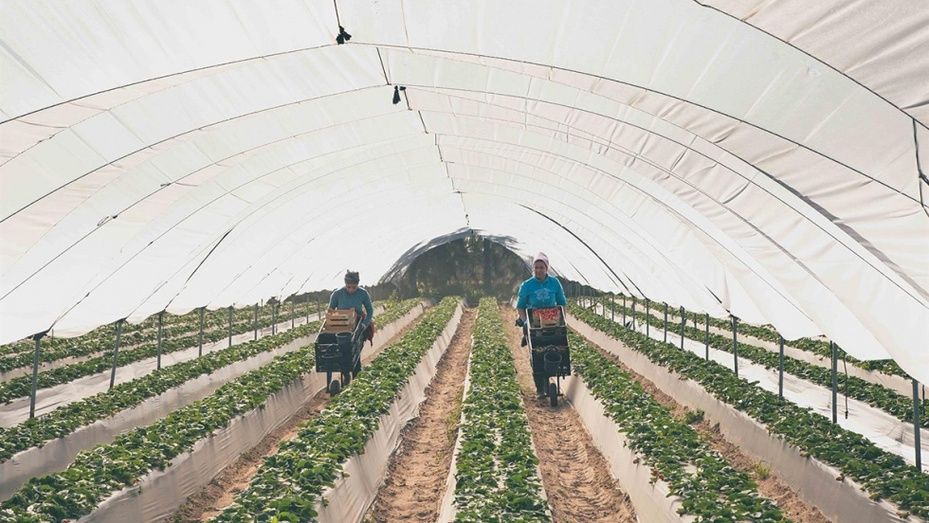 Amplían en 5.000 el número de temporeras que se contratarán en origen: serán finalmente 15.000