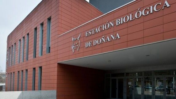 El #metoo alcanza al CSIC: científicas y estudiantes denuncian supuestos casos de acoso sexual en su centro de Doñana